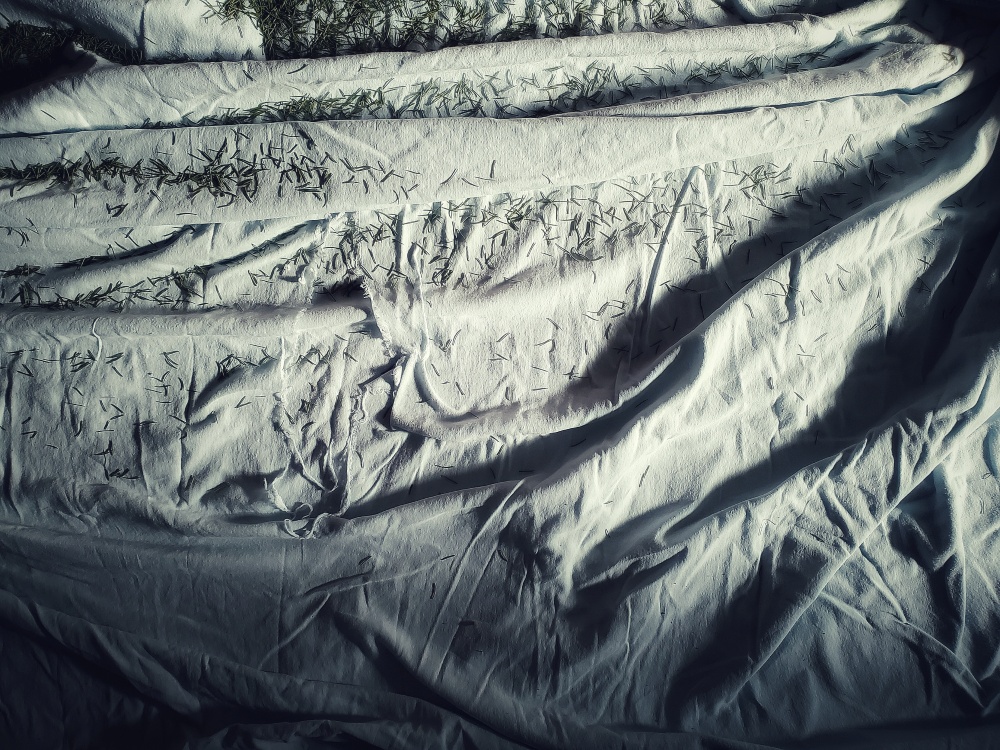 Carol_Haynes_StillLife - Carol Haynes