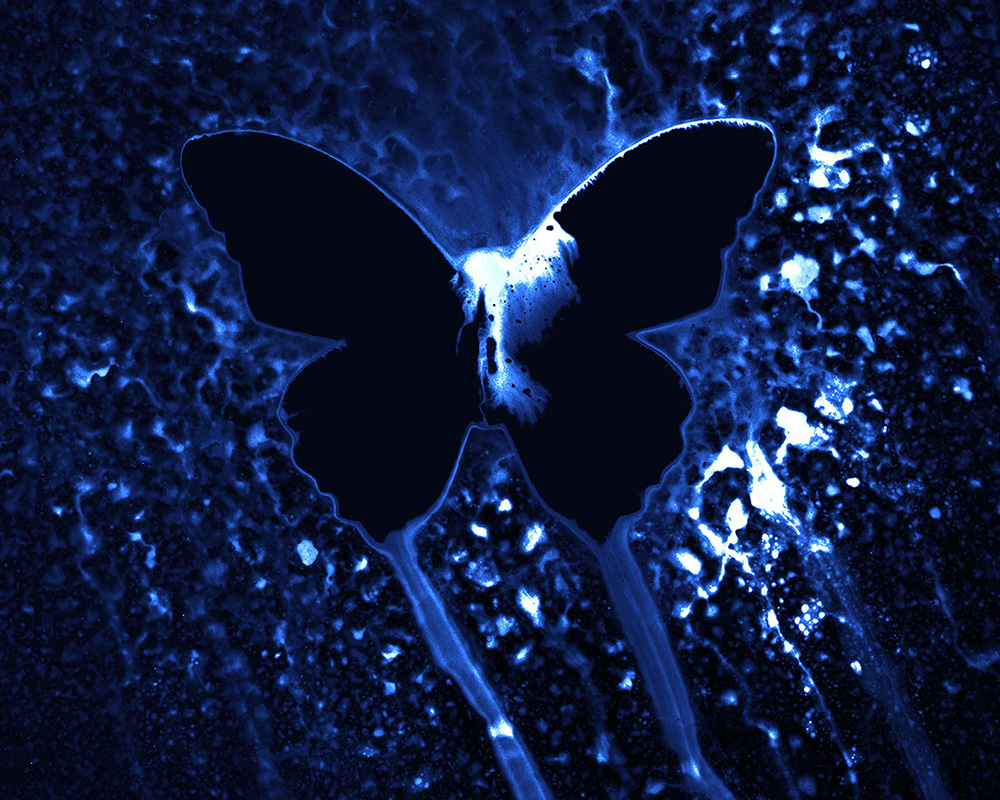 Kauffmann_The_113th_Butterfly