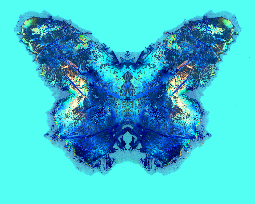 Kauffmann_The_149th_Butterfly