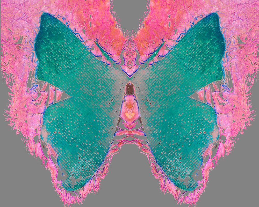 Kauffmann_The_178th_Butterfly