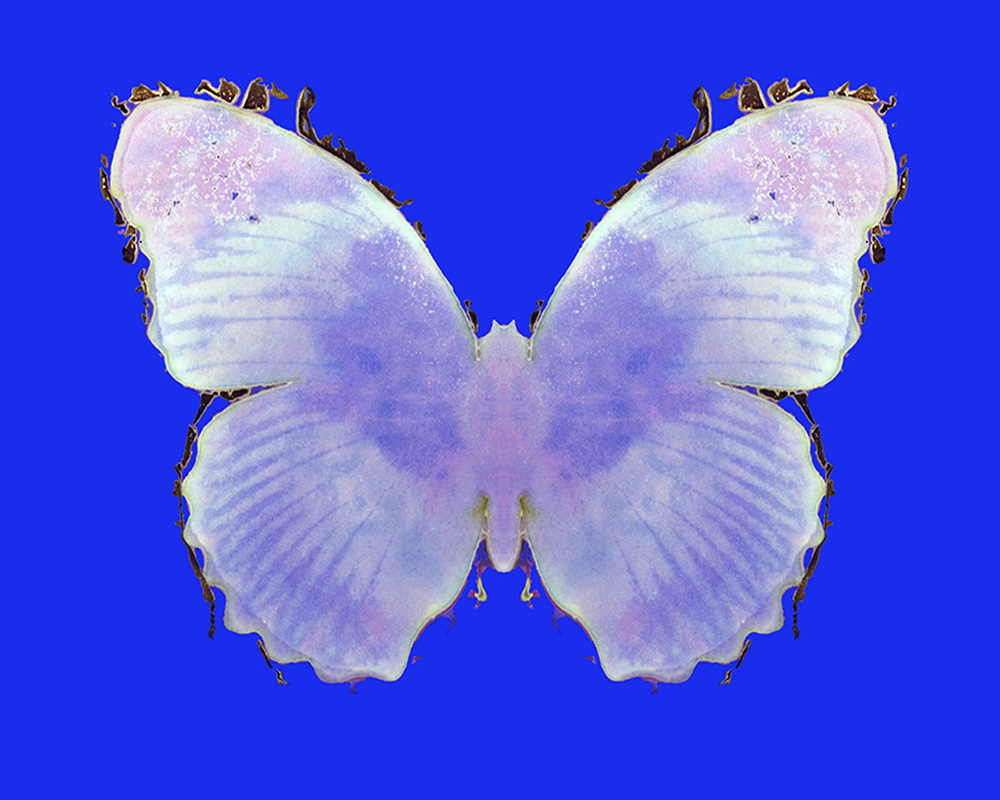 Kauffmann_The_52nd_Butterfly