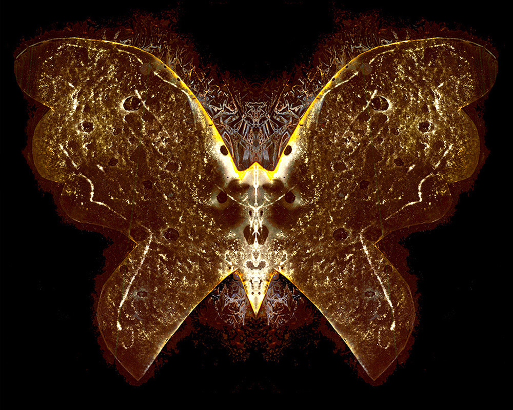 Kauffmann_The_80th_Butterfly