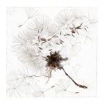 An apparition of memory