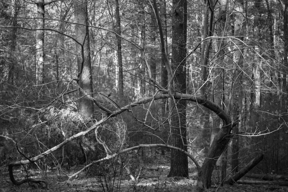 Wiese_Cambre