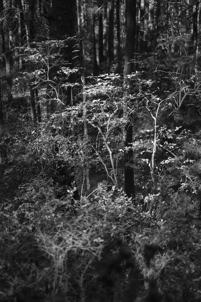 Wiese_Copse