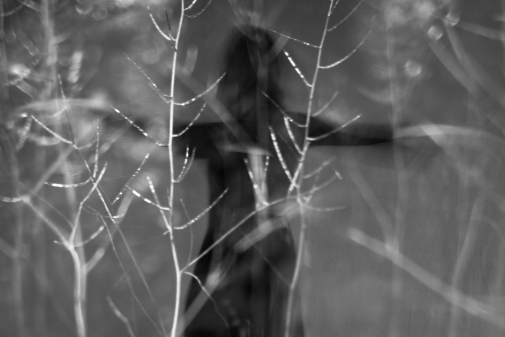Wiese_Understory