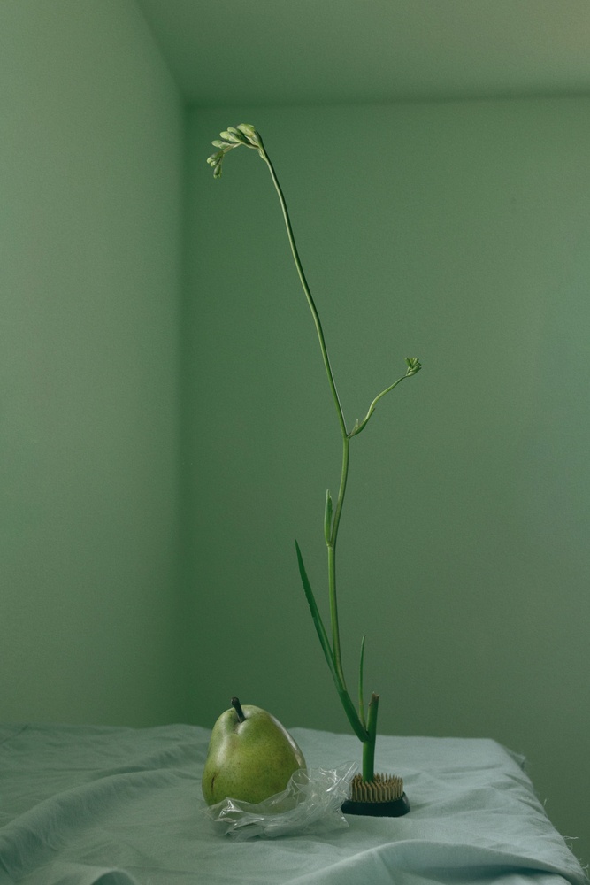 pear on plastic_liz barringer_72dpi - Liz Barringer