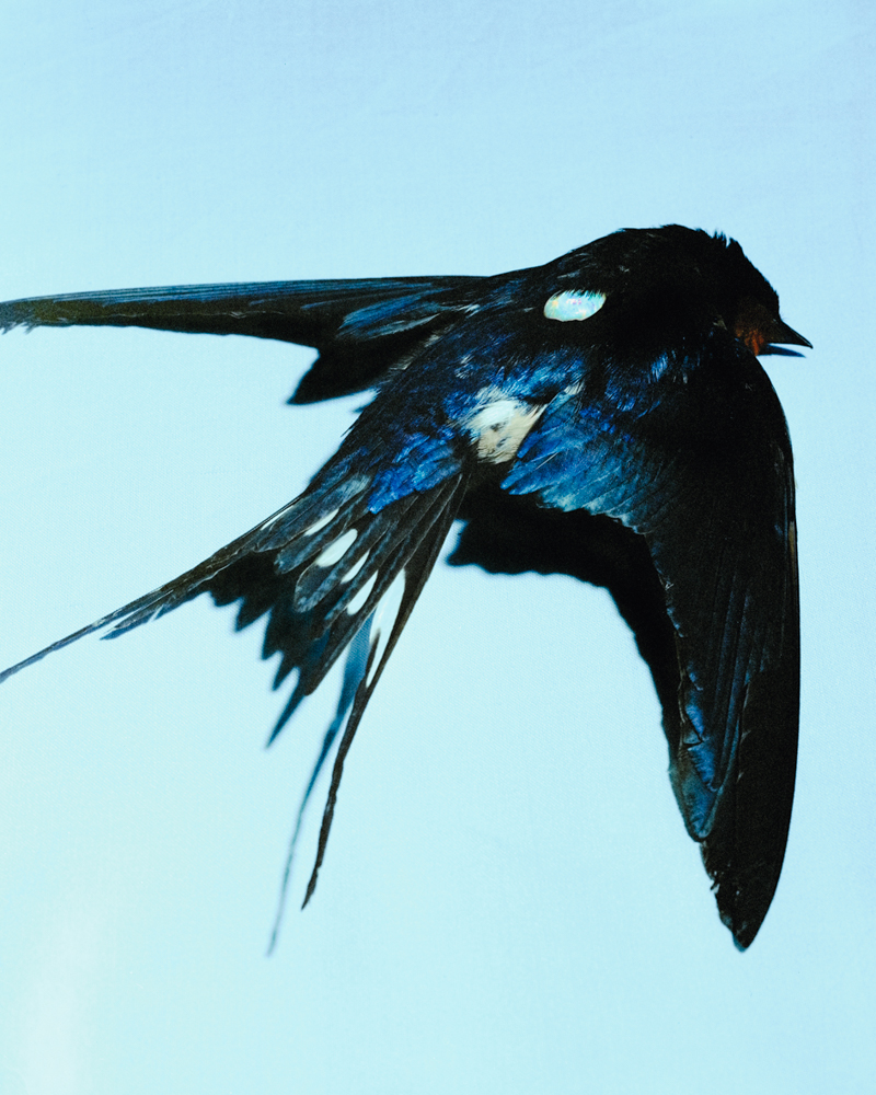 ChevalierFustec_Swift&Swallow_7