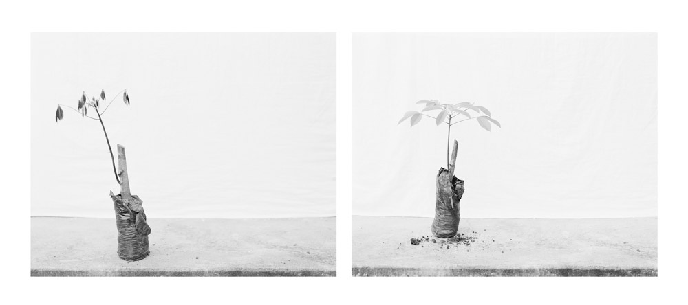 Hevea brasiliensis (Rubber Tree Graft in Plastic Bag No. 1 & No. 2), Michelin Rubber Plantation, Bahia, Brazil. Diptych, archival pigment prints, 32 × 40 in. each. © Karolina Karlic. Overshoot with Yogan Muller.