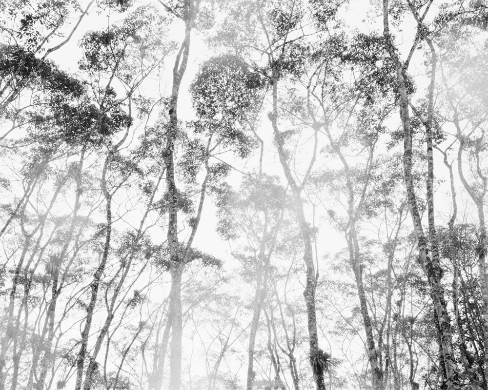 Hevea brasiliensis (Rubber Tree Canopy), Michelin Rubber Plantation, Bahia, Brazil. Archival pigment print, 42 × 52 ½ in. © Karolina Karlic. Overshoot with Yogan Muller.