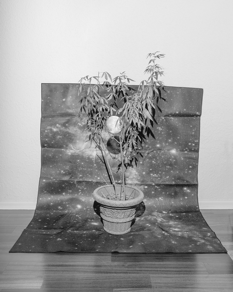 Sosnowska_The_Moon_Bearing_Tree