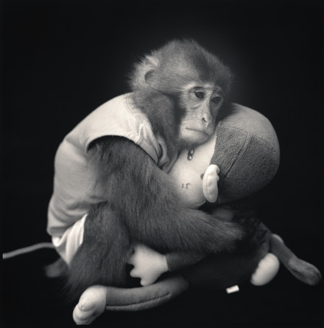 cute sad monkey
