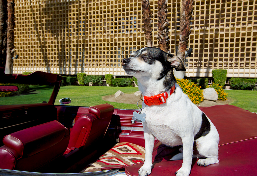 Nancy Baron: Palm Springs Modern Dogs - LENSCRATCH