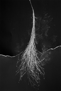 The 2021 Still Life Exhibition