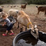 Miracle Berto plays in a water trough and hangs out with the goats as they perform their goat-scaping duties at Thornburg Ranch in Pecos, New Mexico. At eighteen months old, Miracle is already a budding goat herder.
