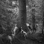 Bosworth_Hounds at tree_1