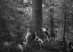 Bosworth_Hounds at tree_1