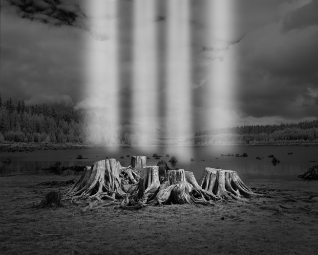 The Hand in Nature, Tyler Green: The Missing Forest