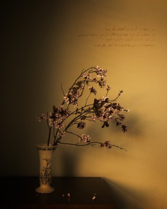 Seth Adam Cook: Rose Water