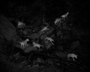 Overshoot #5, Yogan Muller, Lenscratch,Alex Turner Captures of 2 Coyotes, 2-Hour Interval, Abandoned Endless Chain Mine, Patagonia Mountains, AZ, 2019