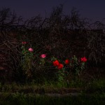 COOLEY_IN_THE_GARDENS_OF_EATON-1