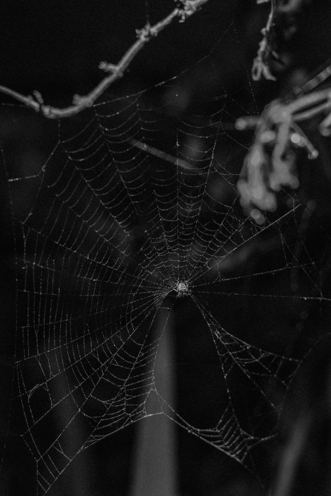 Anna Guseva: The Black Night Calls My Name