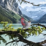 A paper cutout of a photograph of a pair of Pine Grosbeak birds perched on a branch in a pine tree on a sunny day. In the distance are a group of evergreen trees, a blue-green glacial lake, and mountains with some snow still on them.