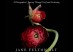 BOOK COVER_Fulton_Alt_Still_Life