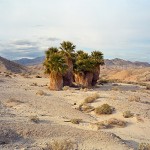 Virginia Beahan, “17 Palms Oasis, Anza- Borrego Desert State Park, California,” 2013, The Home Ground Collection: Gift of the artist in honor of Barry Lopez, Sheldon Museum of Art.