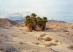 Virginia Beahan, “17 Palms Oasis, Anza- Borrego Desert State Park, California,” 2013, The Home Ground Collection: Gift of the artist in honor of Barry Lopez, Sheldon Museum of Art.