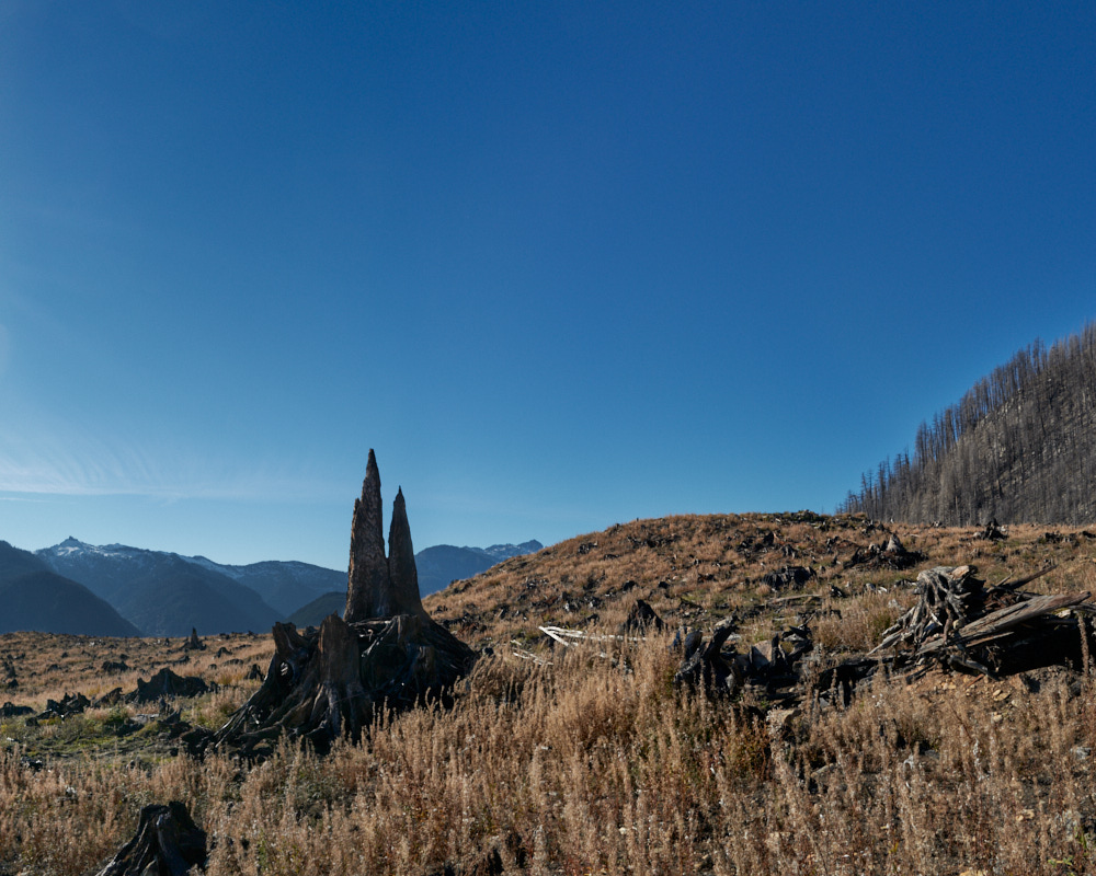 11 Stratton_Grand_Fir_Stump_Bolt_Creek_Fire_Baker_Snoqualmie_NF_Oct_30_2023