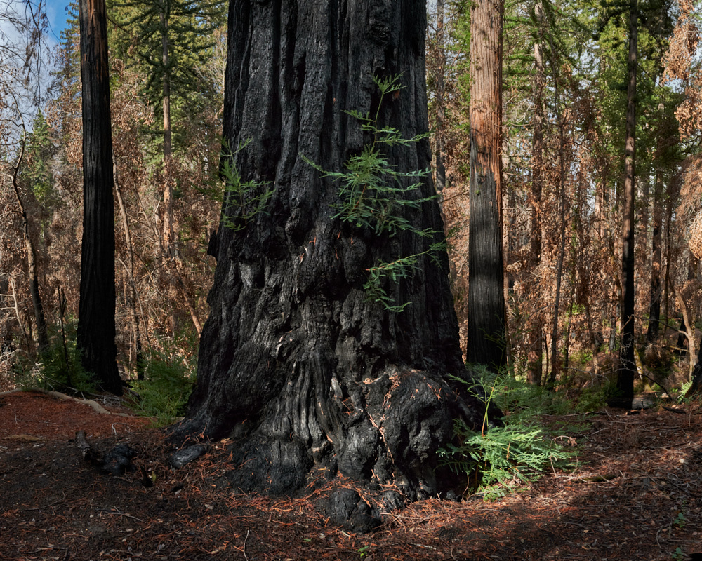14 Stratton_ Burnt_Sequoia_Trunk_Big_Basin_Redwood_State_Park_Nov_2_2022