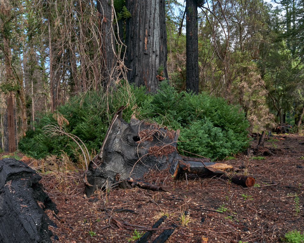 3 Stratton_Artifact_Big_Basin_Redwood_State_Park_Nov_2_2022