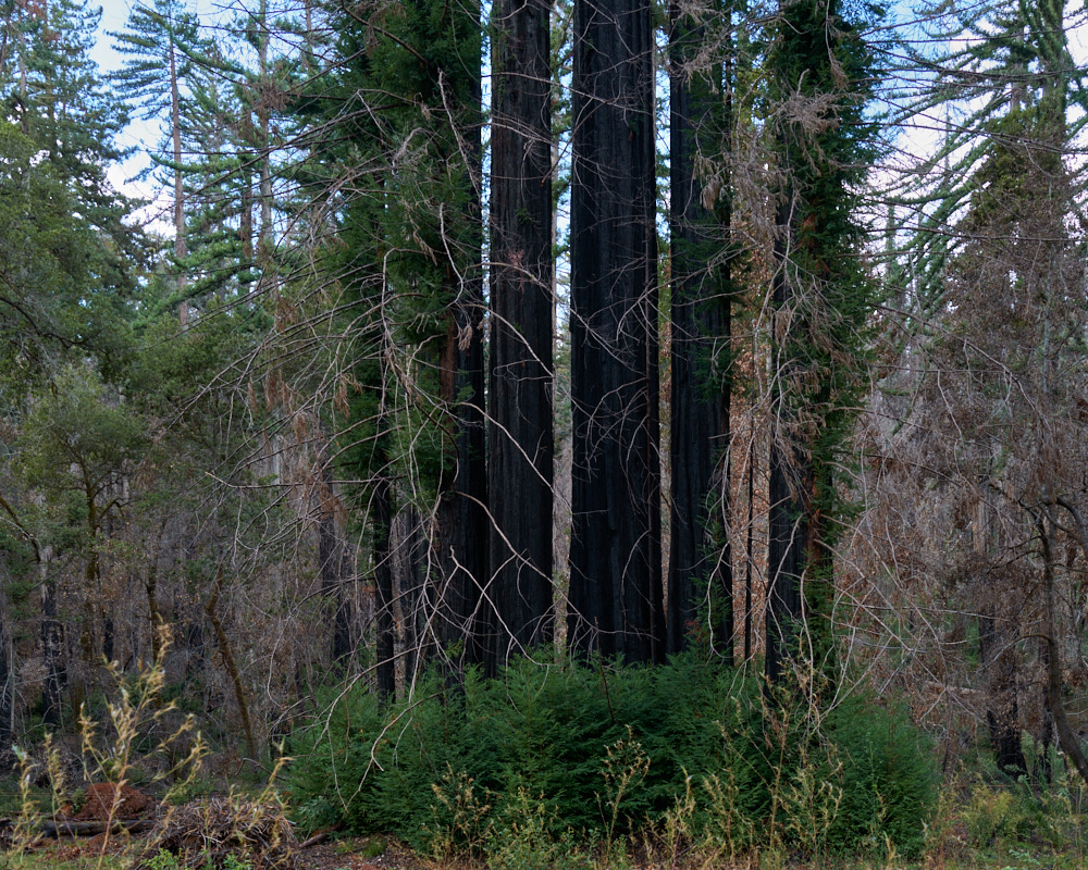4 Stratton_Burnt_Sequoia_Grove_Big_Basin_Redwood_State_Park_Nov_2_2022