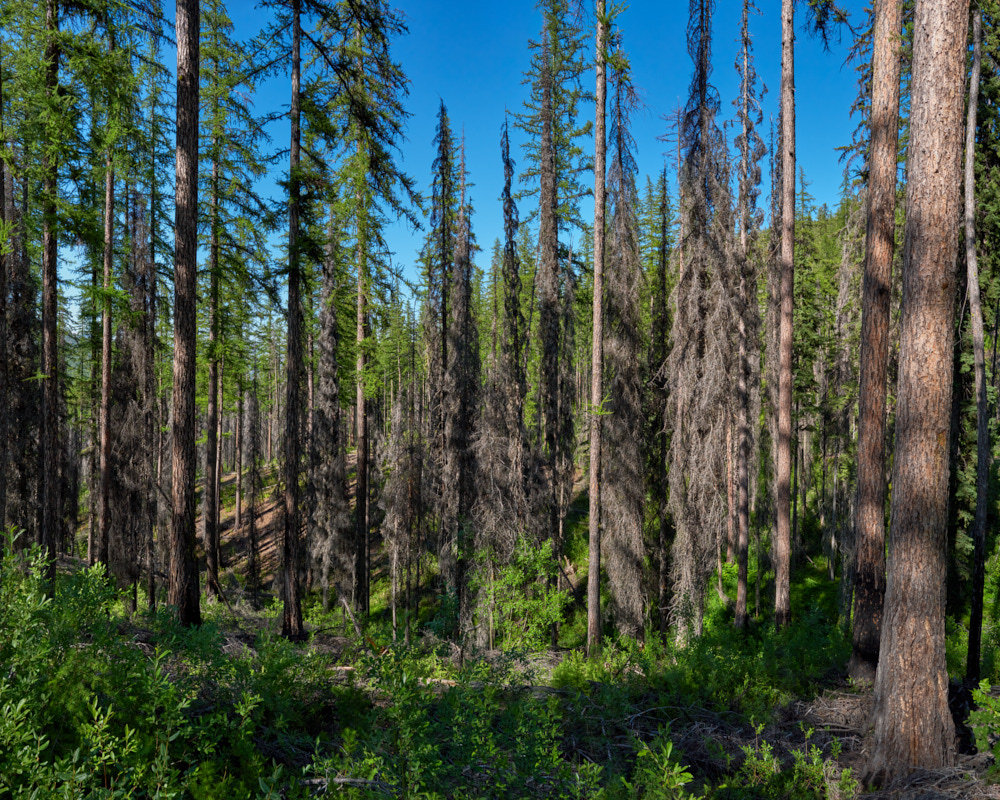 6 Stratton_Scorched_Larch_Trees_Okanogan_NF_June_29_2025