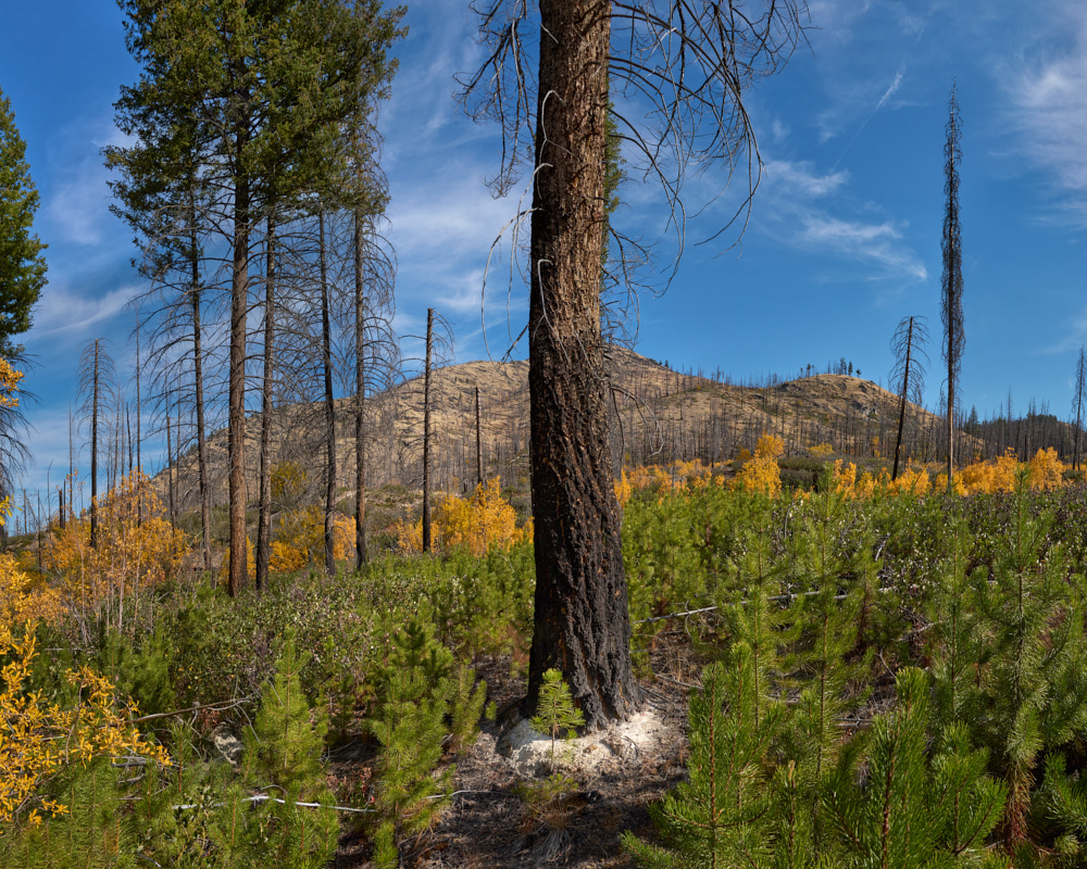 7 Stratton_Pondarosa_Seedling_Okanogan_National_Forest_Oct_15_2024