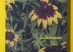 Good bones squared cover 2