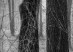 Wiese_Farouche
