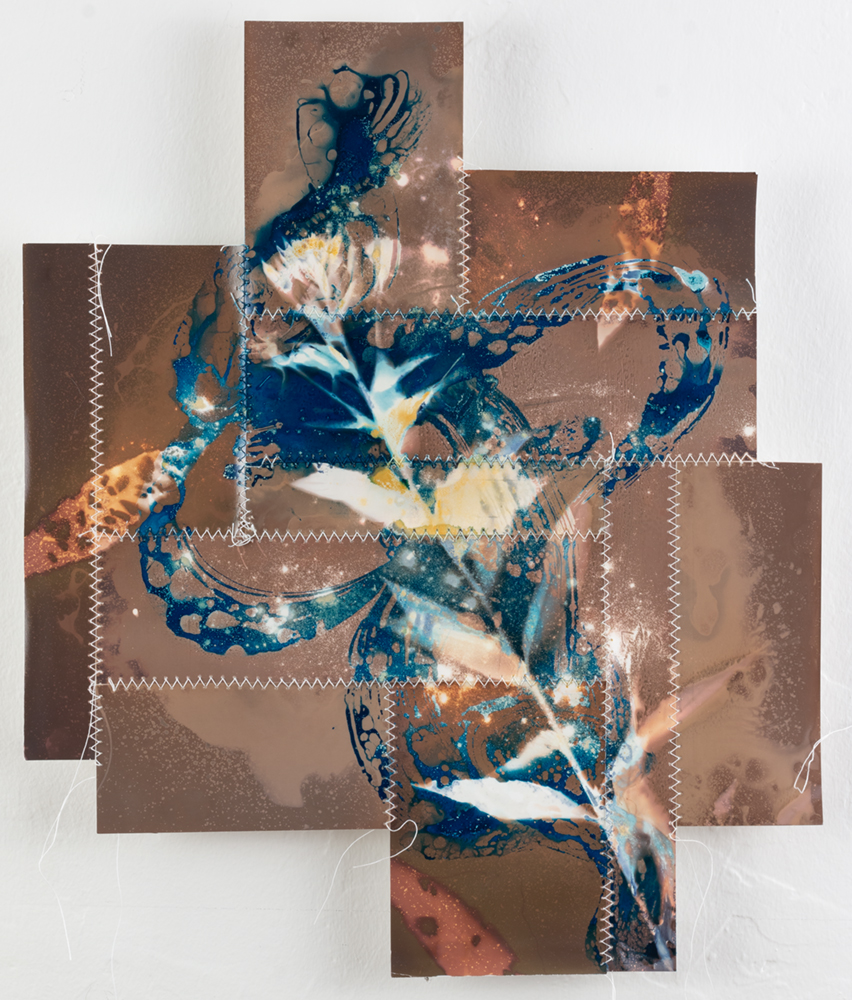 07_Conn_Bridget_New_Land_Studies_Evening_Primrose