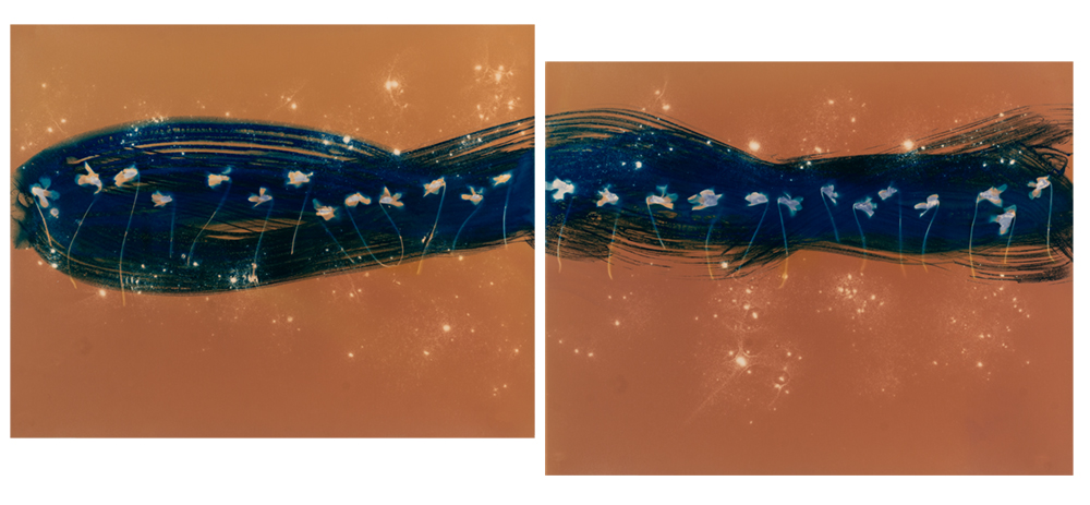 13_Conn_Bridget_Spring_Ephemerals_Violets_Diptych