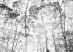 Hevea brasiliensis (Rubber Tree Canopy), Michelin Rubber Plantation, Bahia, Brazil. Archival pigment print, 42 × 52 ½ in. © Karolina Karlic. Overshoot with Yogan Muller.