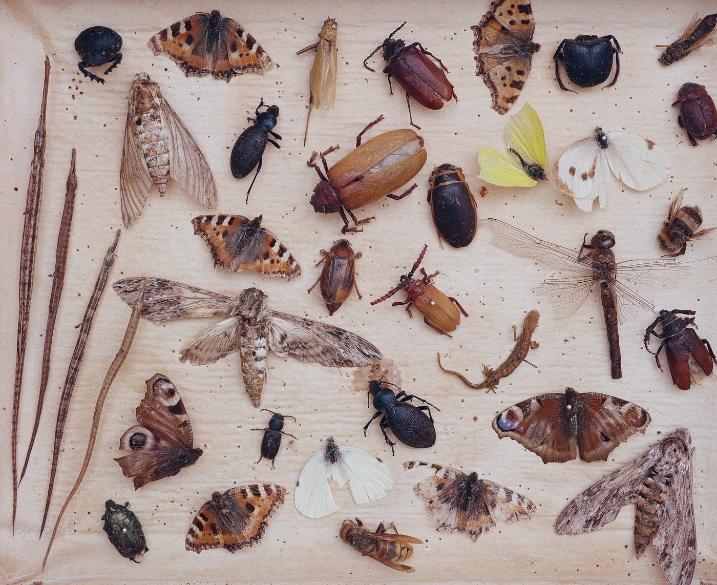 i_entomological_collection