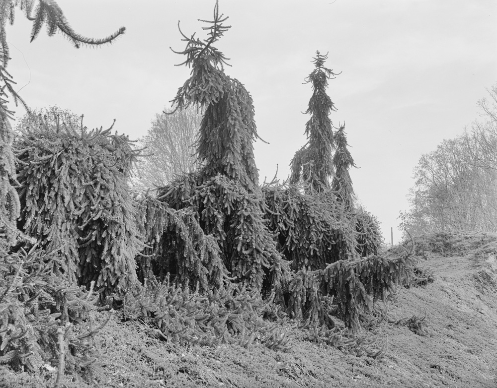Photograph of Weeping European Beech tree
