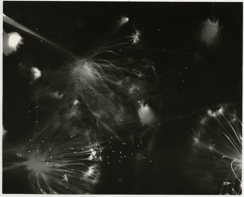 ©kimberley schneider silver gelatin photogram